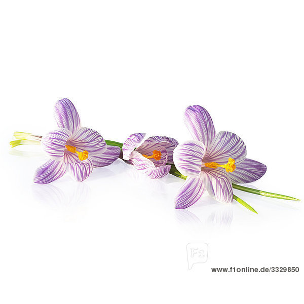 Crocus Blumen auf weißem Hintergrund