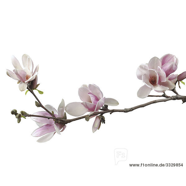 Magnolia Blüten auf weißem Hintergrund