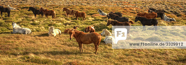Islandpferde in einem Feld  Norðurland eystra