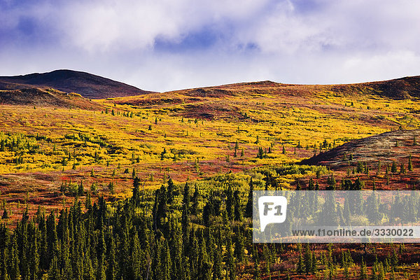 Herbstfarben  Denali-Nationalpark in Alaska