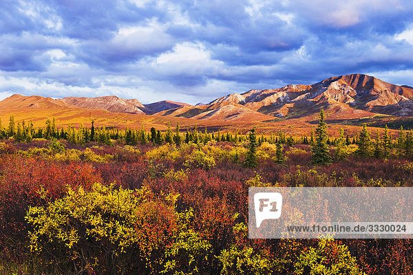 Herbstfarben und Fang Berg  Denali-Nationalpark in Alaska