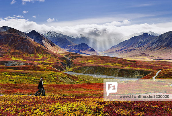 Hikers  fall colours and Alaska Range  Denali National Park  Alaska