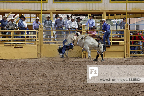 Cowboy vom Bullen fallend  Arizona  USA