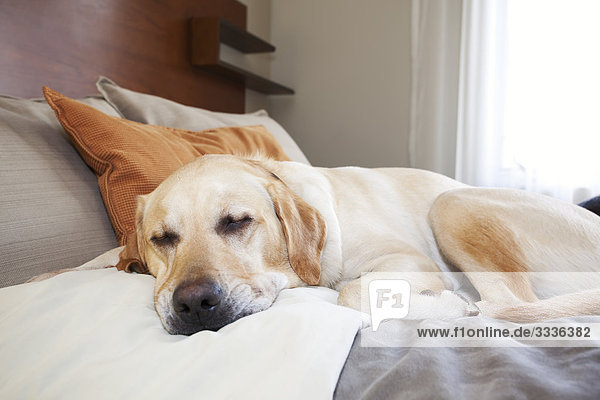 Jungen männlichen Yellow Labrador Retriever schlafen im Hotel Zimmer Bed  Banff-Nationalpark  Alberta