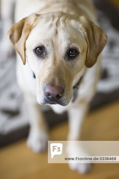 Yellow Labrador-Apportierhund Blick bis in die Kamera  Winnipeg  Manitoba