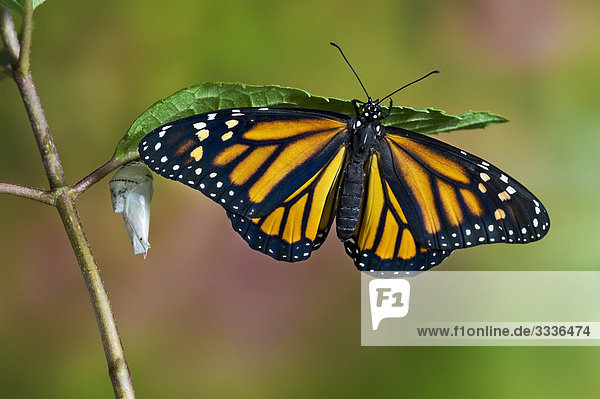 Monarchfalter Erwachsener entstanden vor kurzem von Cocoon hängt auf Blatt neben leere Chrysalis seine Flügel trocknen. Sommer  Nova Scotia. Reihe von 4 Bilder.
