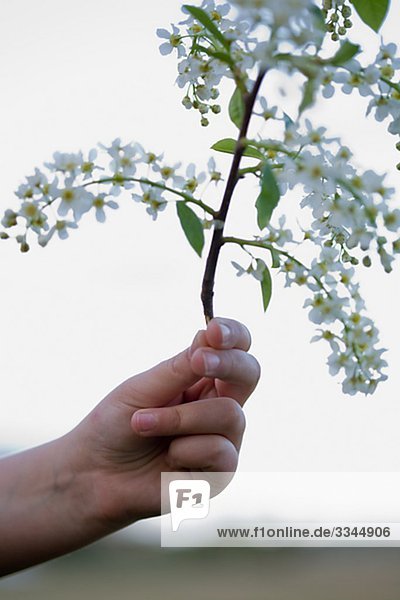Einen Zweig der blühenden Gewöhnliche Traubenkirsche  Schweden hält hände.