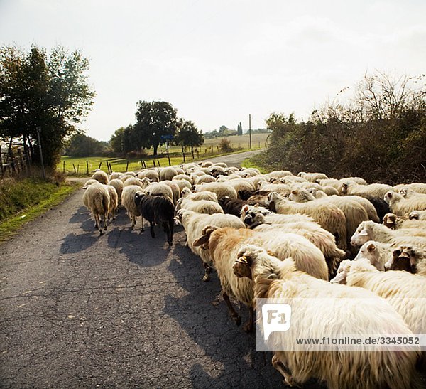 Eine Herde von Schafen  Italien.