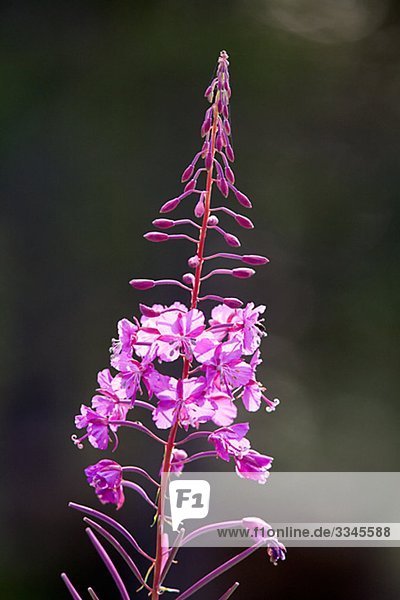 A rose bay willow herb  close-up  Finland.