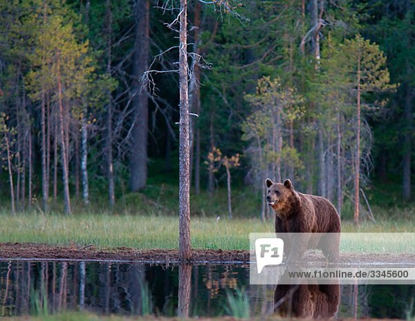 A brown bear Finland.