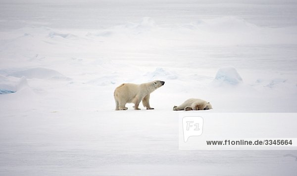 Zwei Eisbären  Spitzbergen  Spitzbergen  Norwegen.