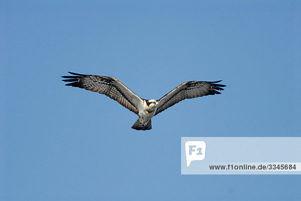Osprey gegen einen blauen Himmel  Schweden.