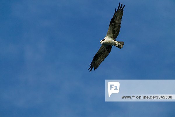 Fliegender Osprey  Huntington Beach State Park  South Carolina  USA.
