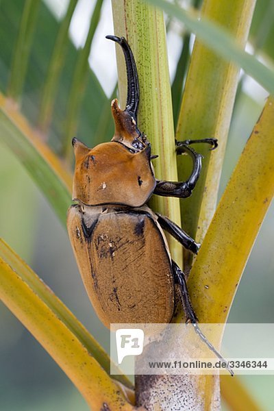 Ein Käfer in einer Palme  Costa Rica.