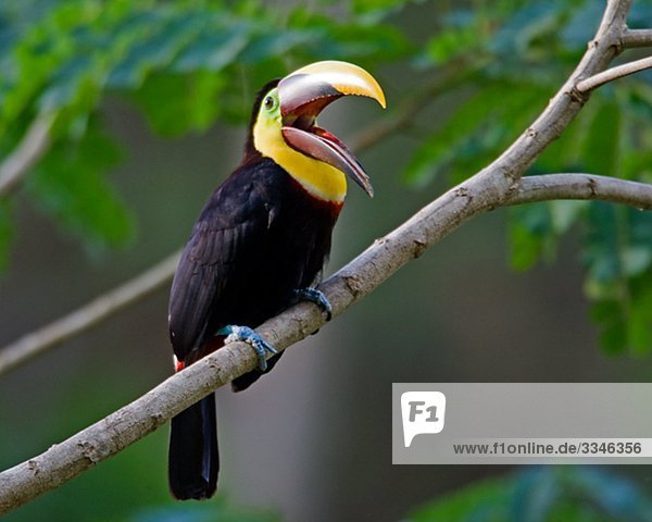 Swainson-Tukan auf dem Zweig  Costa Rica.