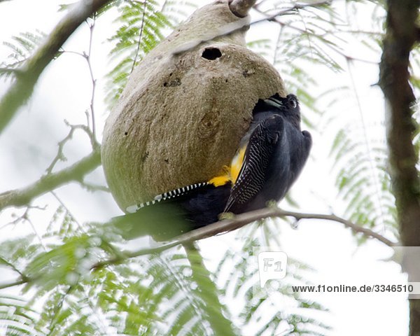 Violetter Trogon Eingabe eine Wespe ' s Nest  Costa Rica.