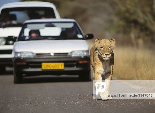 Eine Löwin zu Fuß auf einer Straße gefolgt von Autos  Südafrika.