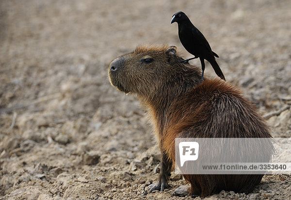 Capybara mit eine Amsel auf dem Rücken