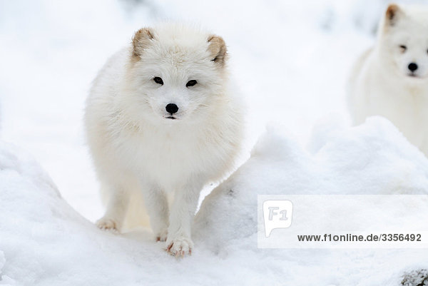 Zwei Polarfüchse (Alopex lagopus) im Schnee  Bayern  Deutschland  Frontalansicht
