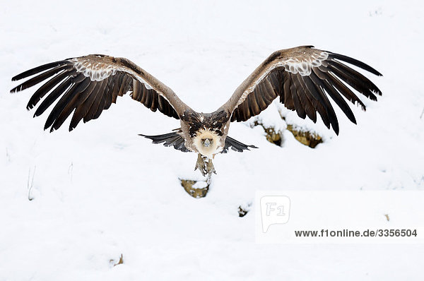 Griffon vulture (Gyps fulvus) flying,  Bavaria,  Germany,  front view