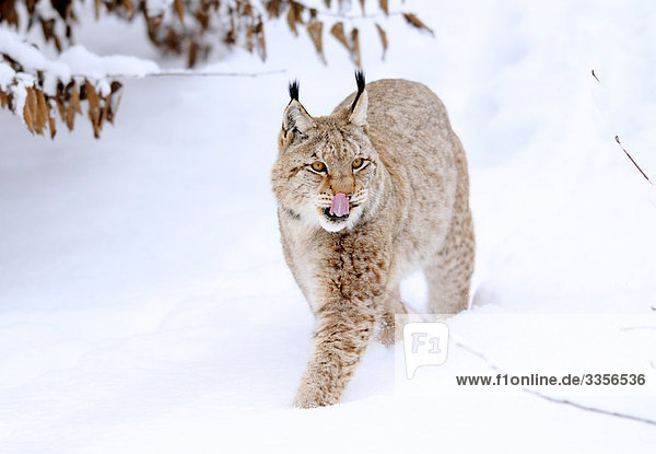 Luchs (Lynx lynx) im Schnee  Bayern  Deutschland
