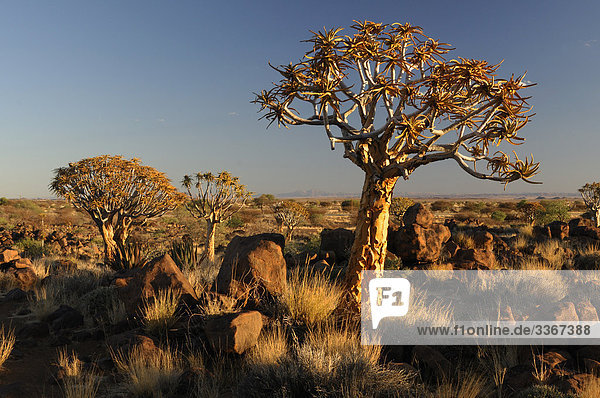 Quiver Tree Forest  Aloe Dichotoma  Köcherbäume  Keetmanshoop  Region Karas  Namibia Afrika  Landschaft  Landschaften  Natur  dusk