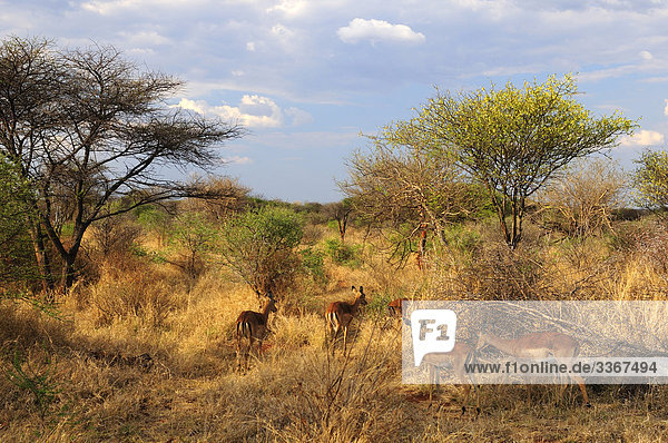 10863658  Impala  Aepyceros melampus  Jaci's Tree Lodge  Madikwe Game Reserve  North West  South Africa  impalas  antelopes  animals  wild  savanna  landscape