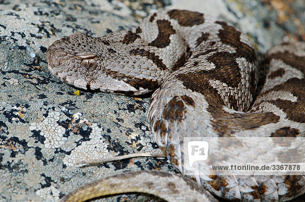 Waage - Messgerät Portrait grau Schutz Gefahr Tier Wildtier Reptilie Viper Viperidae Schlange Gift Anatolien braun Griechenland Natter