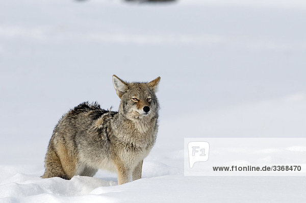 Coyote  Canis Latrans  Wolf  Portrait  Winter  Schnee  Kälte  Natur  Tier