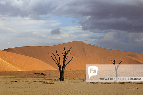 Totes Vlei  Sanddünen  Sossusvlei Bereich  Namib-Naukluft-Nationalpark  Hardap Region  Namibia  Afrika  Reisen  Natur