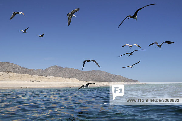 La Ventana Bay  Möwen  Vögel  Meer von Cortez  El Sargento  in der Nähe von La Paz  Baja California Sur  Mexiko  Nordamerika  Amerika  Natur  Landschaft  fliegen