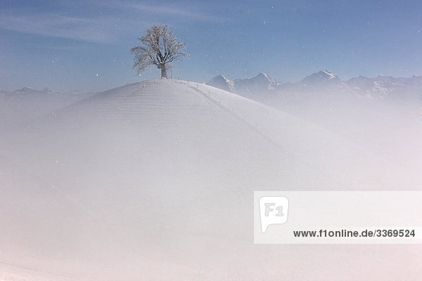 Landschaftlich schön landschaftlich reizvoll Berg Winter Baum Hügel Nebel Alpen Eiger Berner Alpen Kanton Bern Mönch Schnee Schweiz Nebelmeer