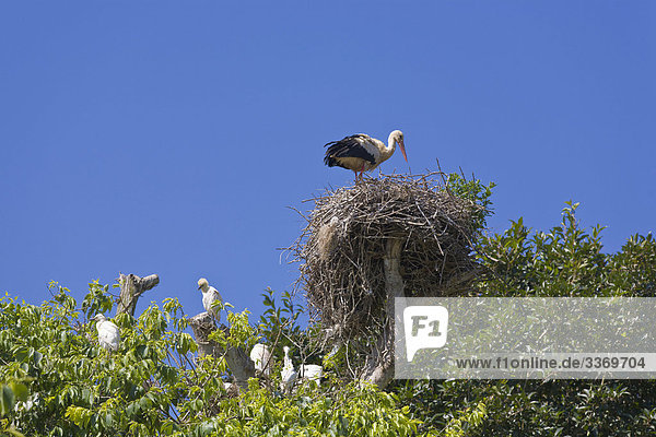 Europäischen Weißstorch auf Nest mit Vieh Reiher  Rabat  Marokko