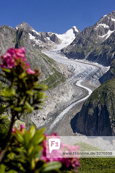 10873846  Switzerland  swiss  scenery  nature  Fieschergletscher  Alpine roses  mountains  canton Valais  glacier  ice  moraine  snow  Alps  Oberaarhorn  flowers