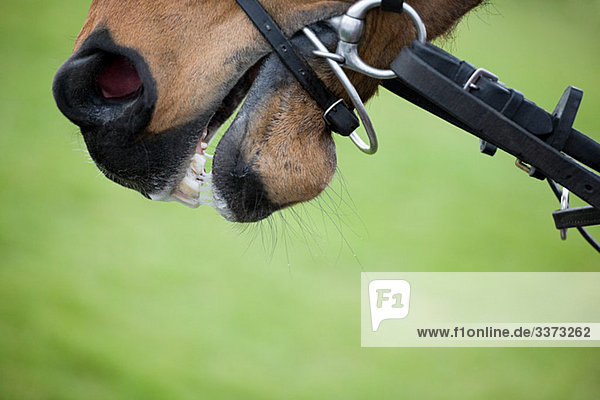 Race horse's mouth  close up