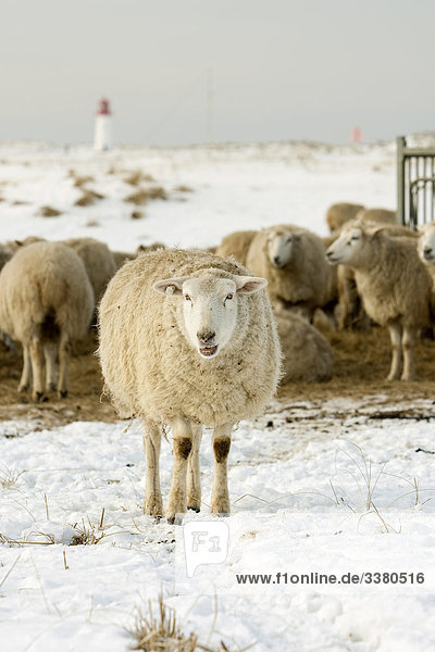 Sheap herd in winter,  Sylt,  Schleswig-Holstein,  Germany