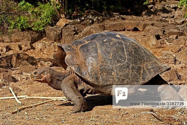 Giant Tortoise (Geochelone elephantopus),  Tortoises studies center,  Charles Darwin foundation,  Santa Cruz island,  Galapagos islands