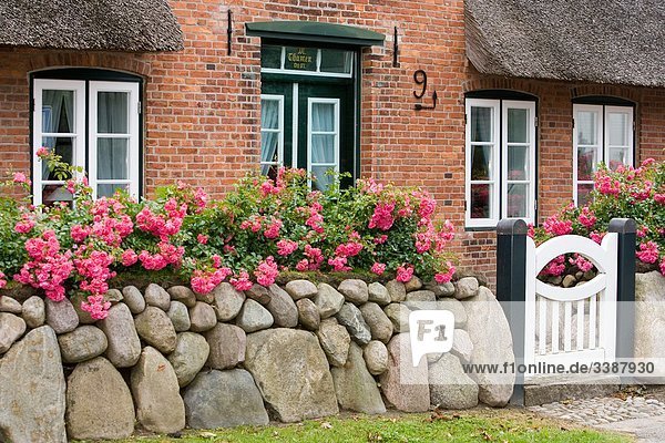 Steinmauer mit Blumen und Holzpforte vor einem Reetdachhaus  Keitum  Sylt  Deutschland
