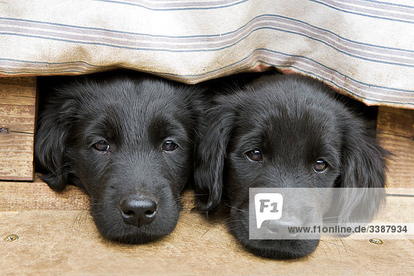 Zwei Flat Coated Retriever schauen aus einer Hundehütte  Porträt