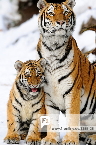 Sibirischer Tiger (Panthera tigris altaica) und Junges im Schnee sitzend  Bayern  Deutschland