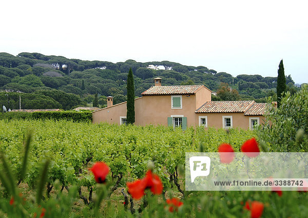 Wine-growing estate  St. Tropez  France