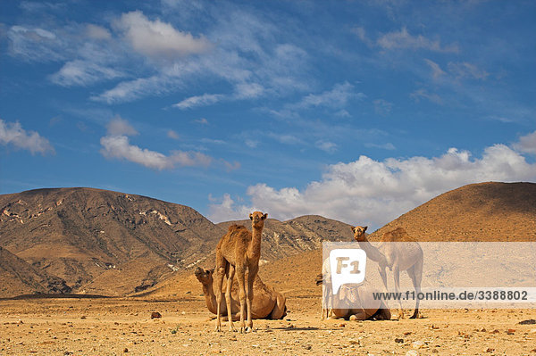 Dromedare (Camelus dromedarius) in der Wüste