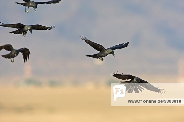 Glanzkrähen (Corvus splendens) im Flug  Flachwinkelansicht