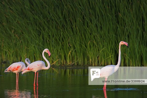 Rosa Flamingos (Phoenicopterus ruber roseus) im Wasser stehend  Seitenansicht