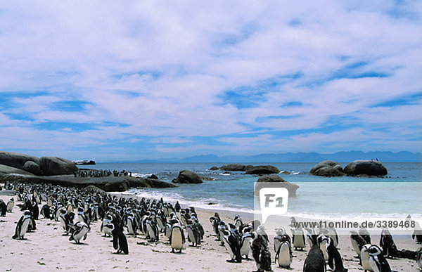 Eine Herde von Pinguine am Strand  Südafrika.