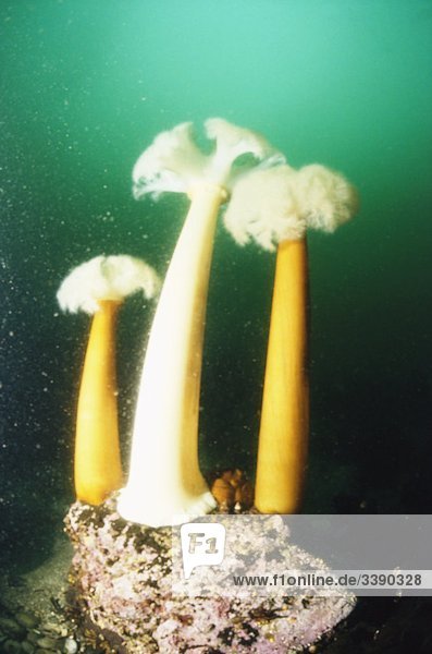 Peristyje Anemone unter Wasser
