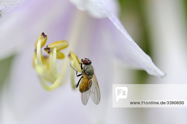 Eine Fliege auf einer Blume