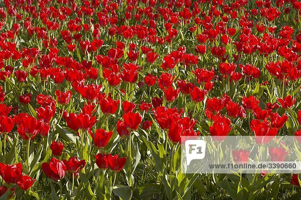 Große Blumenbeet mit rote Tulpen  Schweden.