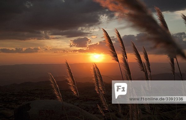 reed grass lit by sunset
