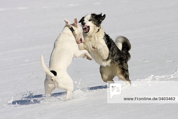 Bull Terrier and Australian Shepherd fighting in the snow
